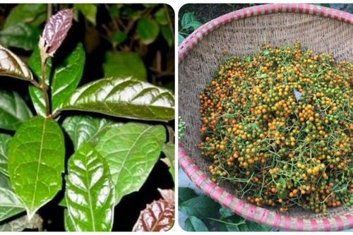 Quả xạ đen có uống được?