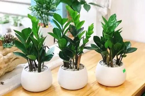 Trồng những cây này, nếu ra hoa là tài lộc ùn ùn kéo đến