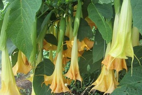 Một số loài hoa tuyệt đẹp hay được cắm chơi nhưng chứa chất kịch độc, thậm chí chết người