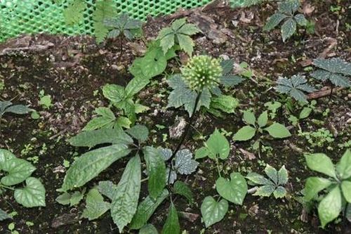Trồng thành công giống sâm quý trên đất núi Nghệ An