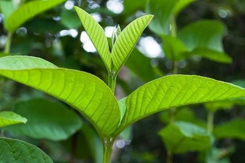 Cách sử dụng lá ổi làm sáng da mặt, giảm mụn...