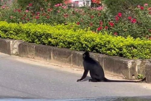 Một cá thể voọc quý hiếm bất ngờ lao ra tấn công người đi đường ở Quảng Bình