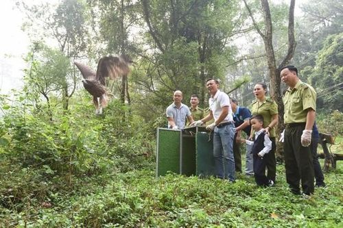 74 cá thể chim hoang dã quý hiếm được thả về tự nhiên