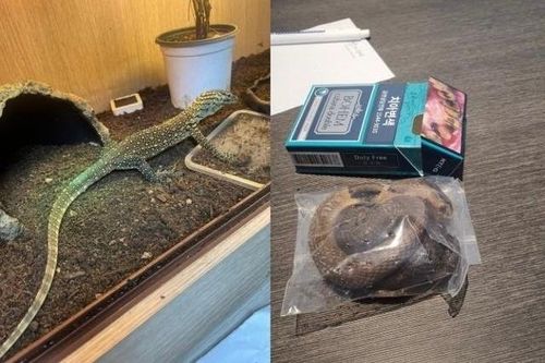 Giấu rồng Komodo 50 cm trong đồ lót ở Hàn Quốc
