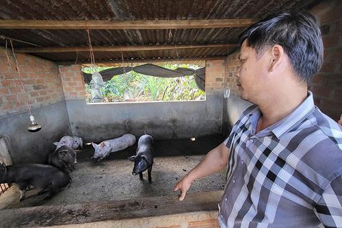 Gia Lai yêu cầu làm rõ vụ lợn giống cấp cho người nghèo chết hàng loạt
