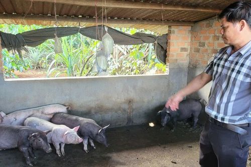 Vụ heo cấp cho hộ nghèo bị chết: Thêm nhiều heo bị mắc bệnh