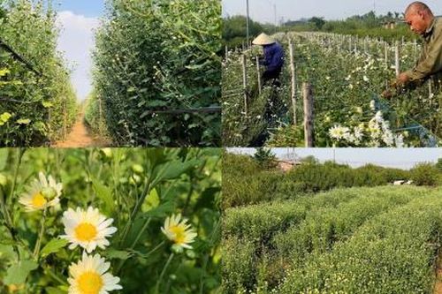 Sắc trắng tinh khôi của cúc họa mi sống sót sau bão