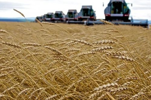 Nga có tiềm năng tăng nguồn cung lúa mì và lúa mạch cho Trung Quốc