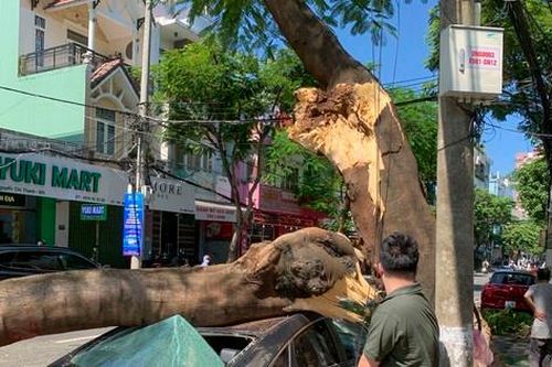 Cây xanh bất ngờ ngã đổ đè trúng ô tô trên đường ở Đà Nẵng