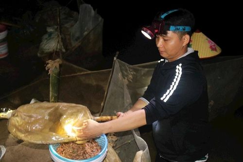 Nông dân Nghệ An thức đêm 'săn' rươi trên ruộng