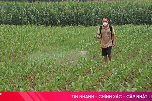 Nông dân Hà Tĩnh tranh thủ 'khép' thời vụ xuống giống ngô đông