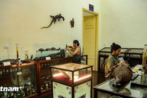 Khám phá bên trong bảo tàng sinh vật học đầu tiên ở Đông Dương