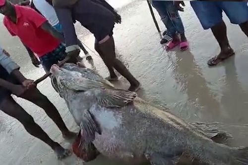 Ngư dân bắt được con cá mú khổng lồ nặng 320kg trên biển