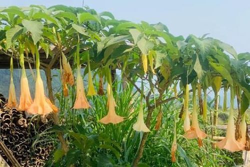 Ăn loài hoa tuyệt đẹp chứa chất kịch độc, 2 người đàn ông phải vào viện cấp cứu