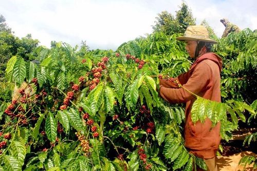 EC hoãn thực thi EUDR thêm 1 năm, Việt Nam khẳng định vẫn tiếp tục chuẩn bị thích ứng
