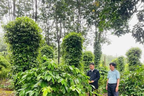 Gia Lai tăng cường phòng trừ sâu bệnh hại cây trồng