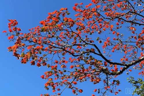 Khu rừng cổ tích trên cung đường đá cổ Pavie