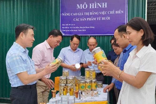 Giải pháp nâng cao giá trị kinh tế cây bưởi
