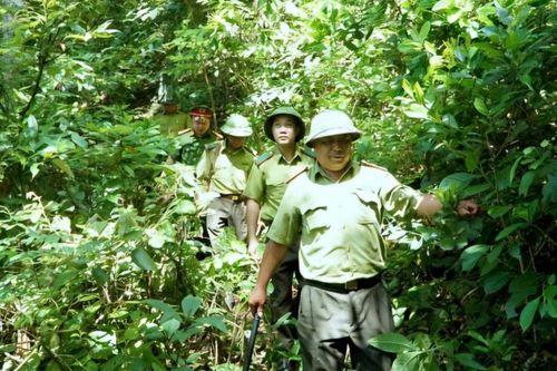 Trùng Khánh tăng cường công tác quản lý, bảo vệ và phát triển rừng