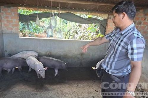 Vụ heo giống cấp cho người dân bị chết hàng loạt: Tỉnh hỏa tốc yêu cầu kiểm tra