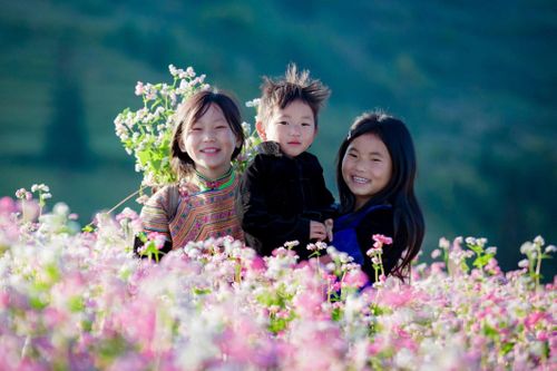 Thảo nguyên ở Hà Giang đẹp như 'Thụy Sĩ thu nhỏ' giữa mùa hoa tam giác mạch