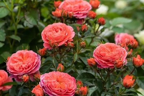 Cách cắt tỉa cây hoa hồng để một cành sinh nhiều nụ, bông to rực rỡ