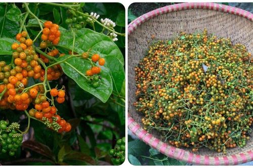 Các bài thuốc chữa bệnh từ quả xạ đen
