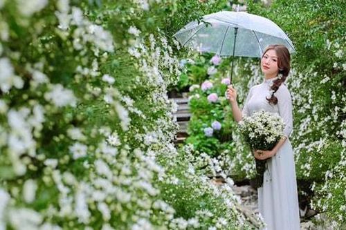 Lạc giữa những vườn hoa tuyệt đẹp ở Hà Nội