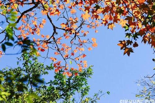 Rừng phong lá đỏ 'níu chân' du khách giữa đất trời Tây Bắc