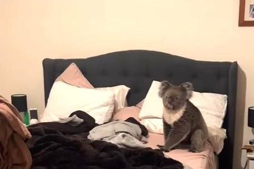 Sững sờ thấy gấu koala trong phòng ngủ khi đi làm về