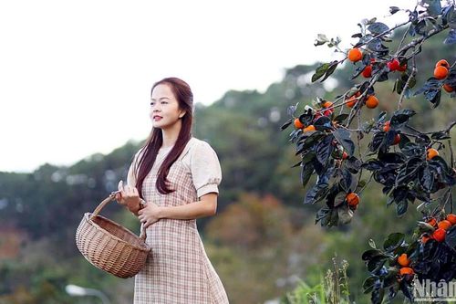 Vương vấn mùa hồng phố núi Đà Lạt
