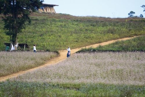 Chiêm ngưỡng vẻ đẹp của hoa tam giác mạch ở Suôi Thầu, tỉnh Hà Giang