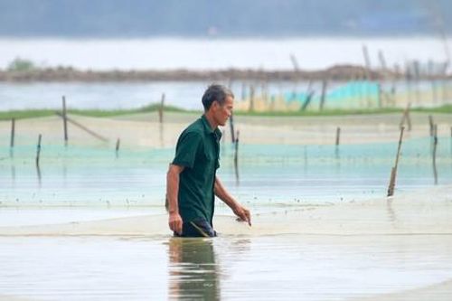 Người dân dựng cọc, chăng lưới chờ vớt 'lộc trời'