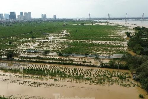 Hà Nội hỗ trợ tiền cho người trồng đào, quất