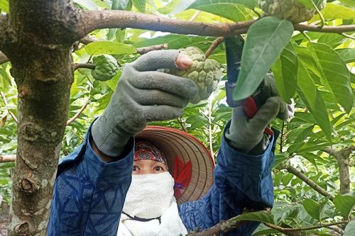Lấy công làm lãi, nhiều hộ dân 'bỏ túi' hàng trăm triệu nhờ trồng na trên đất đá