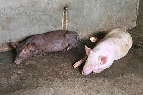 Lý do lợn giống cấp cho hộ nghèo chết hàng loạt ở Gia Lai