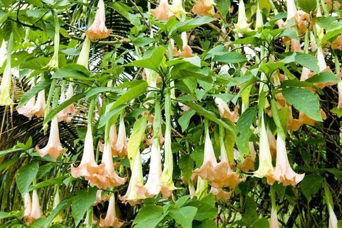 Nhập viện nguy kịch sau khi ăn loại hoa 'hơi thở của quỷ'