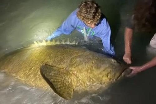 Thiếu niên 17 tuổi câu được con cá mú khổng lồ nặng 113kg trên biển