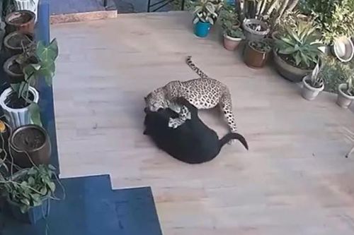 Clip: Báo hoa mai vào nhà dân tấn công chó nhà và cái kết bất ngờ