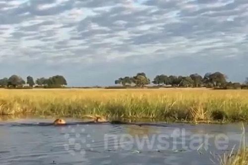 CLIP: Thấy đồng loại bị cá sấu tấn công, sư tử lao vào giải cứu và cái kết khiến người xem 'thót tim'