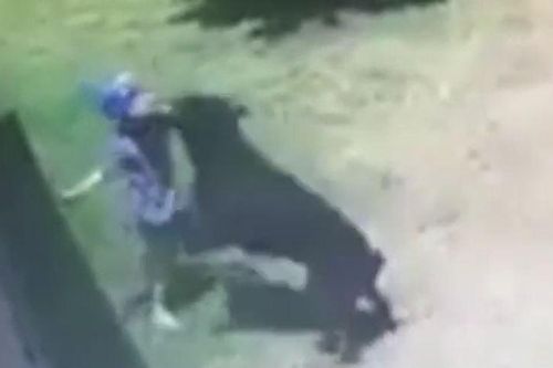 CLIP: Cậu bé 3 tuổi bị chó Rottweiler tấn công và cái kết khó đoán