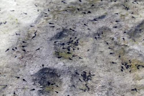 Phát hiện hóa thạch nòng nọc có tuổi thọ 161 triệu năm