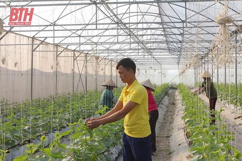 Tích tụ, tập trung đất đai tạo bước đột phá trong sản xuất nông nghiệp ở Nga Sơn