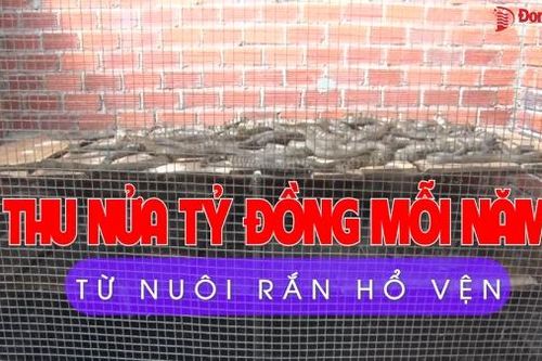 Thu nửa tỷ đồng mỗi năm từ nuôi rắn hổ vện