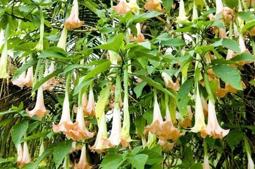 2 người nhập viện vì ngộ độc khi ăn hoa chuông