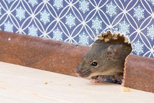 Mẹo đuổi chuột bằng nguyên liệu tự nhiên vừa an toàn lại tốt cho sức khỏe