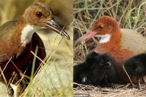 Loài chim quý hiếm không biết bay 'hồi sinh' sau 136.000 năm tuyệt chủng nhờ quá trình tiến hóa 'kì lạ'