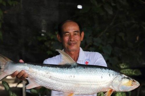 Tìm lại loài cá 'ma' khổng lồ trên sông Mekong