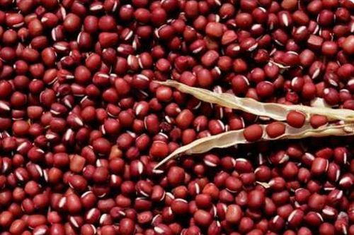 Đông y điều trị tiểu rắt, tiểu buốt