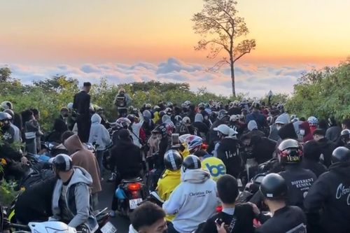 Ba Vì 'vỡ trận' vì khách săn hoa dã quỳ